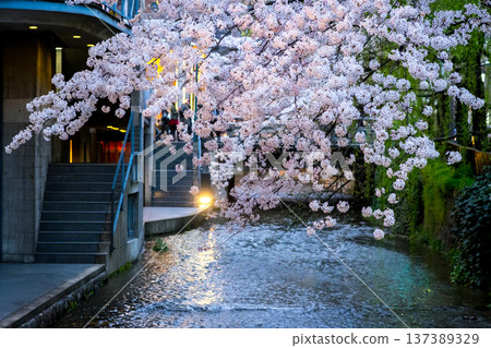 Cherry blossoms at night Cherry blossoms at night 137389329