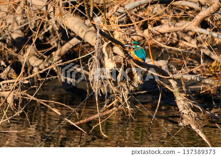 鶴見河上的翠鳥 鶴見河上的翠鳥 137389373