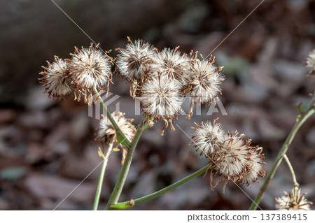 開花後,日本蜂斗菜蓬鬆的絨毛在柔和的透射光下閃閃發光。 開花後,日本蜂斗菜蓬鬆的絨毛在柔和的透射光下閃閃發光。 137389415