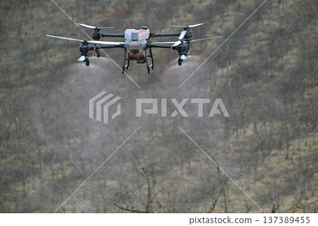 Agricultural drone spraying crop protection mist over pruned fruit trees in orchard for precision farming Agricultural drone spraying crop protection mist over pruned fruit trees in orchard for precision farming 137389455