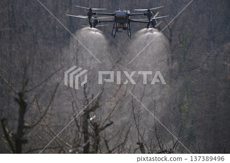 Agricultural drone spraying crop protection mist over pruned fruit trees in orchard for precision farming Agricultural drone spraying crop protection mist over pruned fruit trees in orchard for precision farming 137389496