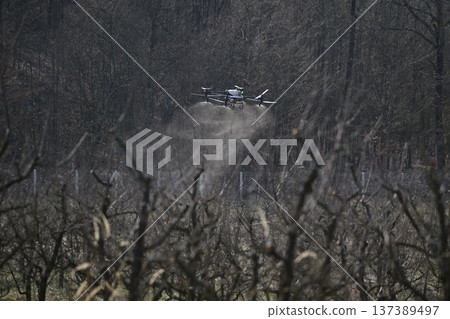 Agricultural drone spraying crop protection mist over pruned fruit trees in orchard for precision farming Agricultural drone spraying crop protection mist over pruned fruit trees in orchard for precision farming 137389497