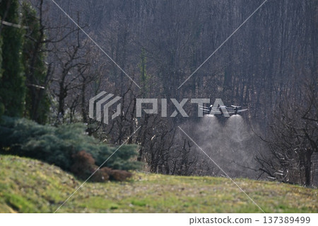 Agricultural drone spraying orchards with crop protection mist over pruned fruit trees for precision farming 137389499