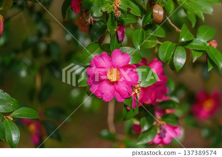 Close-up of bright pink camellia flowers blooming in a garden 137389574