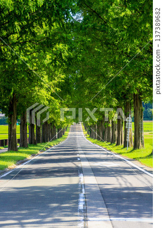 Metasequoia Namiki 137389682