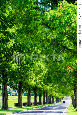 Metasequoia Namiki 137389684