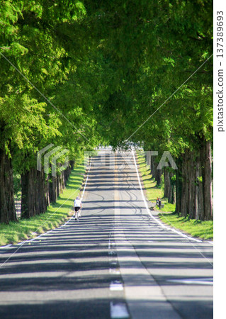 水杉Namiki 137389693