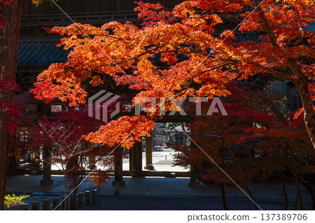 Autumn in Minobu Town, Yamanashi Prefecture - Autumn leaves at Kuonji Temple on Mount Minobu Autumn in Minobu Town, Yamanashi Prefecture - Autumn leaves at Kuonji Temple on Mount Minobu 137389706