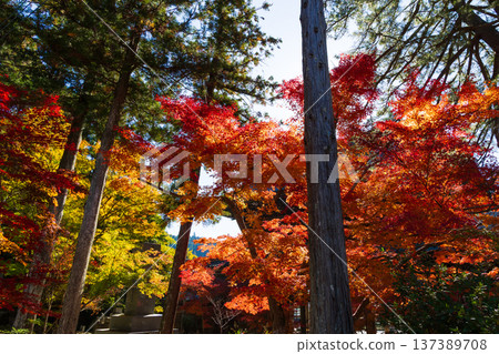 Autumn in Minobu Town, Yamanashi Prefecture - Autumn leaves at Kuonji Temple on Mount Minobu Autumn in Minobu Town, Yamanashi Prefecture - Autumn leaves at Kuonji Temple on Mount Minobu 137389708
