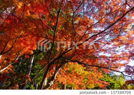 Autumn in Minobu Town, Yamanashi Prefecture - Autumn leaves at Kuonji Temple on Mount Minobu Autumn in Minobu Town, Yamanashi Prefecture - Autumn leaves at Kuonji Temple on Mount Minobu 137389709