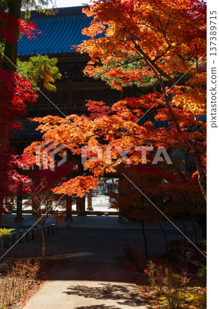 Autumn in Minobu Town, Yamanashi Prefecture - Autumn leaves at Kuonji Temple on Mount Minobu Autumn in Minobu Town, Yamanashi Prefecture - Autumn leaves at Kuonji Temple on Mount Minobu 137389715