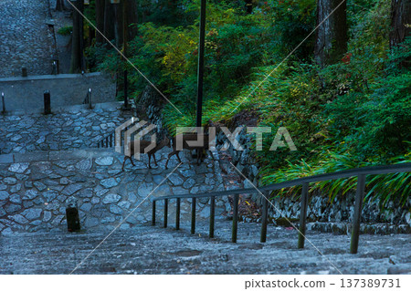 山梨縣身延町的秋景。身延山久遠寺的秋葉。菩提梯和一對母子鹿。 山梨縣身延町的秋景。身延山久遠寺的秋葉。菩提梯和一對母子鹿。 137389731