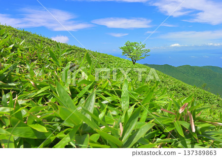 伊豆半島伊豆山脊步道上的達摩山:夏季竹林中孤零零的一棵樹 伊豆半島伊豆山脊步道上的達摩山:夏季竹林中孤零零的一棵樹 137389863