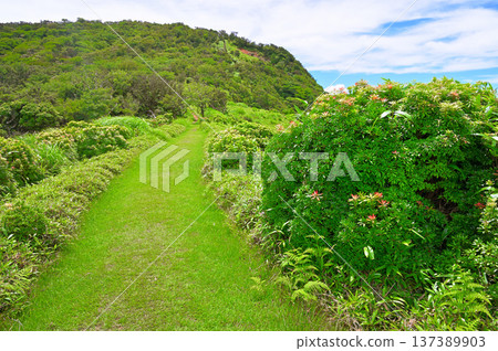 伊豆半島伊豆山脊步道夏季小田間山綠山步道與仙女座 伊豆半島伊豆山脊步道夏季小田間山綠山步道與仙女座 137389903