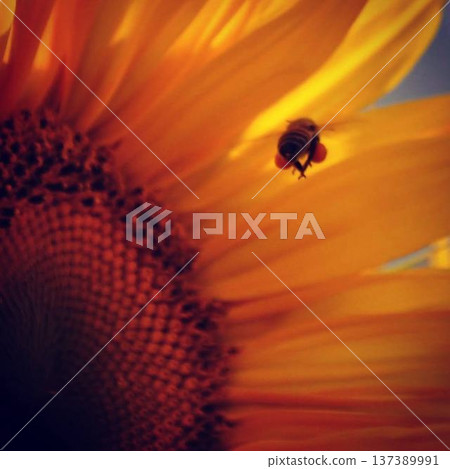 Honeybees visiting sunflowers 137389991