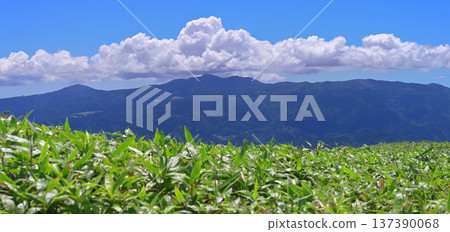 Izu Peninsula: Panorama of Mount Amagi overlooking the bamboo grass from Mount Daruma on the Izu Mountain Ridge Trail Izu Peninsula: Panorama of Mount Amagi overlooking the bamboo grass from Mount Daruma on the Izu Mountain Ridge Trail 137390068