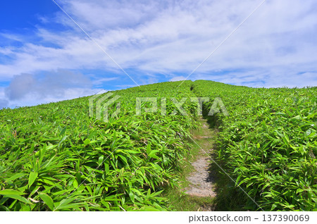 Izu Peninsula, summer, Izu Mountain Ridge Trail, Mount Daruma, grassy path leading to the sky Izu Peninsula, summer, Izu Mountain Ridge Trail, Mount Daruma, grassy path leading to the sky 137390069