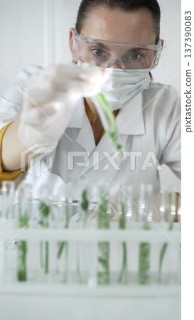 Woman scientist wearing a lab coat, white gloves, face mask and protective glasses, is holding a test tube with plants inside, vertical portrait view. Science and medicine 137390083