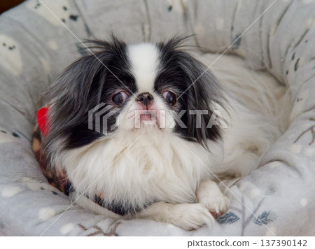Chin dog relaxing on a cushion bed Chin dog relaxing on a cushion bed 137390142