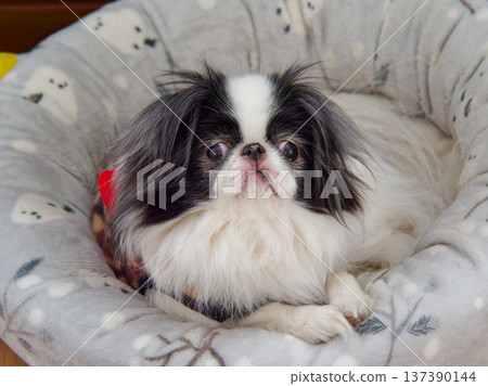 一隻金絲熊正躺在軟墊床上放鬆。 一隻金絲熊正躺在軟墊床上放鬆。 137390144