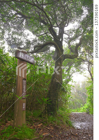伊豆半島 - 伊豆山脊步道，雲霧繚繞 - 夏季樹木環繞的小田間山峰 137390169
