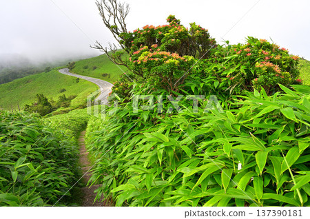 Izu Peninsula's Izu Mountain Ridge Trail: The Andromeda and Kumazasa Path on Mount Daruma and the Nishiizu Skyline Izu Peninsula's Izu Mountain Ridge Trail: The Andromeda and Kumazasa Path on Mount Daruma and the Nishiizu Skyline 137390181