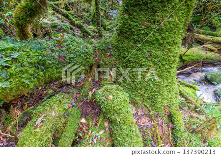The forests of Yakushima Island have the most beautiful moss in Japan (autumn) The forests of Yakushima Island have the most beautiful moss in Japan (autumn) 137390213