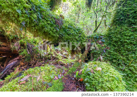 日本最美的苔蘚森林：屋久島國立公園（秋季） 137390214