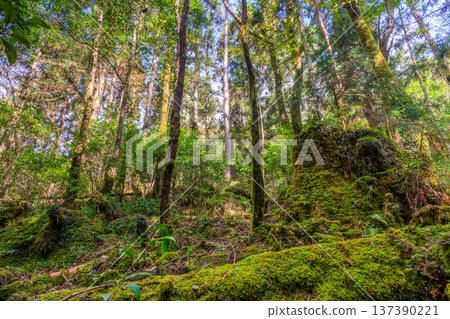 日本最美的苔蘚森林：屋久島國立公園（秋季） 137390221