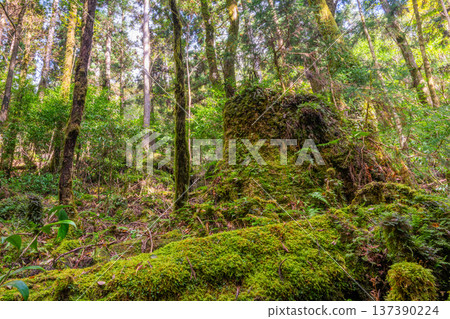 日本最美的苔蘚森林：屋久島國立公園（秋季） 137390224