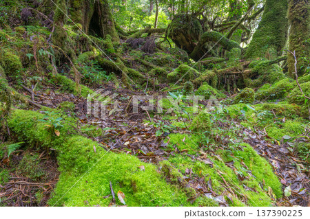 日本最美的苔蘚森林：屋久島國立公園（秋季） 137390225