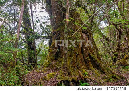 Japan's most beautiful moss forest: Yakushima National Park (Autumn) Japan's most beautiful moss forest: Yakushima National Park (Autumn) 137390236