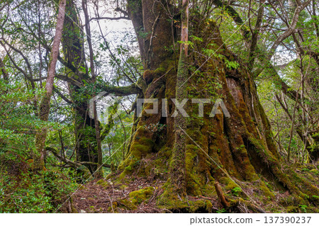 Japan's most beautiful moss forest: Yakushima National Park (Autumn) 137390237