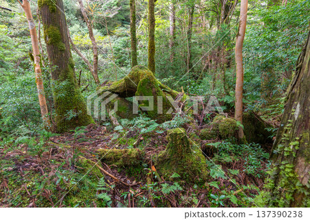 日本最美的苔蘚森林：屋久島國立公園（秋季） 137390238
