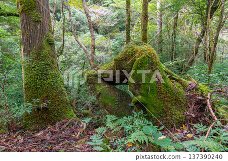 日本最美的苔蘚森林：屋久島國立公園（秋季） 137390240