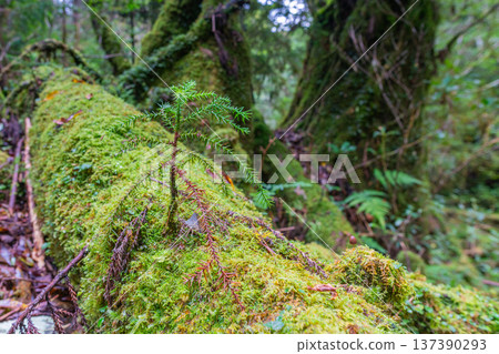 未來屋久杉屋久島國立公園（秋季） 137390293