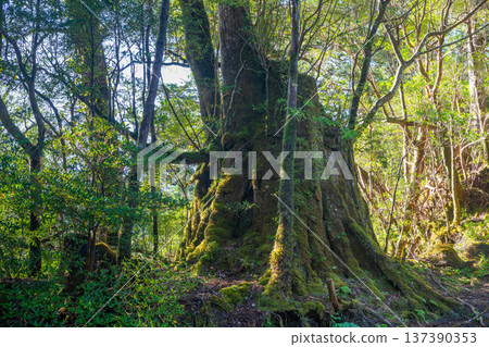 Giant Yakusugi stump, Yakushima National Park (Autumn) Giant Yakusugi stump, Yakushima National Park (Autumn) 137390353