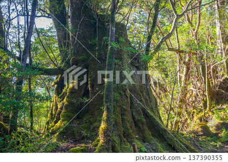 巨大的屋久杉樹樁，屋久島國立公園（秋季） 137390355