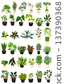 Set of 36 houseplants, watercolor-style hand-drawn illustrations 137390368