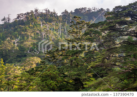 Beautiful coniferous forest in Yakushima National Park (Autumn) Beautiful coniferous forest in Yakushima National Park (Autumn) 137390470