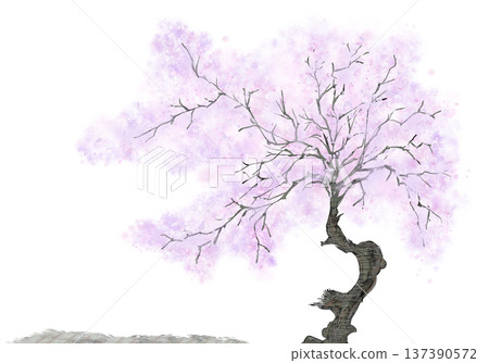 Cherry Blossoms Cherry Blossoms 137390572