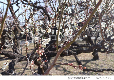 The arrival of spring and the fragrance of plum blossoms at Osaka Castle 137390579