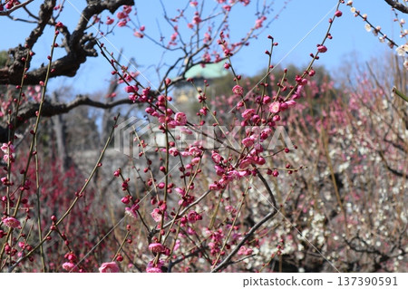 The arrival of spring and the fragrance of plum blossoms at Osaka Castle The arrival of spring and the fragrance of plum blossoms at Osaka Castle 137390591