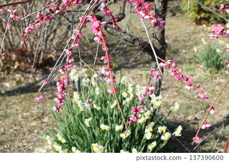 The arrival of spring and the fragrance of plum blossoms at Osaka Castle 137390600