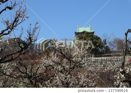 The arrival of spring and the fragrance of plum blossoms at Osaka Castle The arrival of spring and the fragrance of plum blossoms at Osaka Castle 137390616