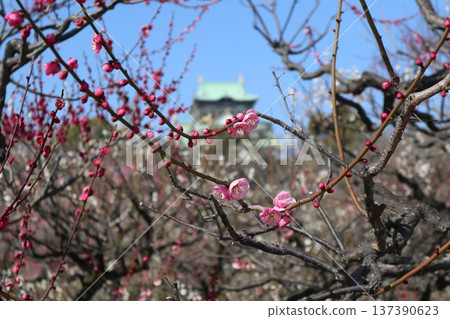 The arrival of spring and the fragrance of plum blossoms at Osaka Castle The arrival of spring and the fragrance of plum blossoms at Osaka Castle 137390623