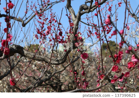 大阪城春意盎然，梅花芬芳。 137390625