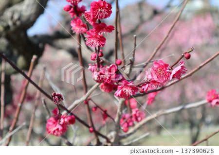 大阪城春意盎然，梅花芬芳。 137390628