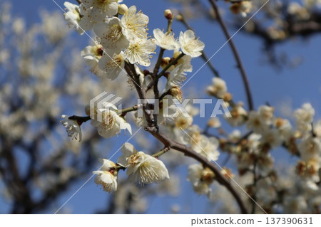 The arrival of spring and the fragrance of plum blossoms at Osaka Castle The arrival of spring and the fragrance of plum blossoms at Osaka Castle 137390631