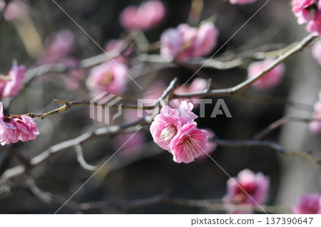 The arrival of spring and the fragrance of plum blossoms at Osaka Castle The arrival of spring and the fragrance of plum blossoms at Osaka Castle 137390647